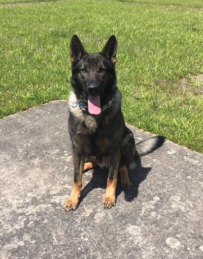 k9 officer Nik